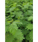 Fodder Hedge lucerne (Dashrath Ghas) 1 Kg
